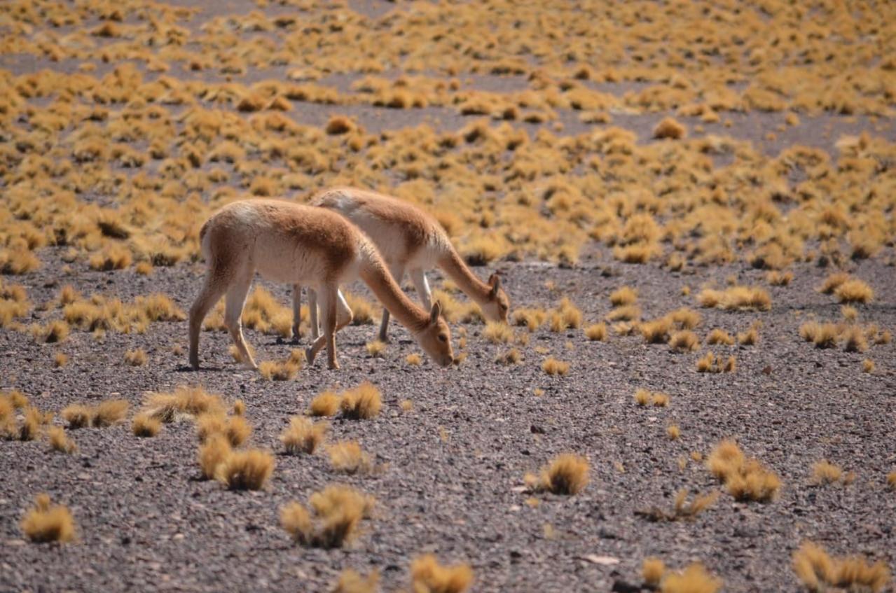 Hoteles Pueblo De Tierra San Pedro de Atacama Eksteriør bilde